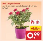 Mini Chrysantheme bei Netto Marken-Discount im Prospekt "" für 0,99 €