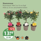 Stammrose von  im aktuellen V-Markt Prospekt für 13,99 €