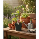 Plant potager greffé en promo chez Carrefour Quimper à 5,99 €