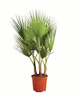 Winterhart Palme Angebote bei Lidl Lörrach für 14,99 €
