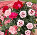 Trio Nelke von  im aktuellen Pflanzen Kölle Prospekt für 4,99 €