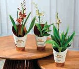 Orchidée en promo chez U Express Drancy à 5,99 €