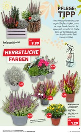 Aktueller Kaufland Prospekt mit Holz, "Aktuelle Angebote", Seite 7