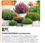 STRAUCHVERONIKA (HEBE ANDERSONII) Angebote bei OBI Mülheim für 8,99 €