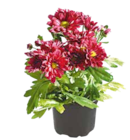 CHRYSANTHEME 1-TRIEBER Angebote bei OBI Kassel für 1,39 €