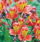 Alstroemeres variées - Super U Alstroemeres variées à 11,99 € dans le catalogue Super U