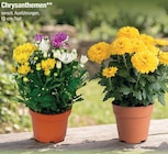 Chrysanthemen Angebote bei Zimmermann Göttingen für 1,99 €