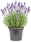 Lavendel bei Thomas Philipps im Bad Arolsen Prospekt für 1,99 €