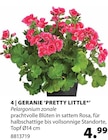 Aktuelles Geranie 'Pretty Little' Angebot bei Dehner Garten-Center in Reutlingen ab 4,99 €