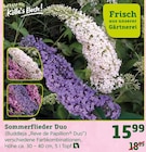 Sommerflieder Duo für 15,99 € bei Pflanzen Kölle im Angebot Sommerflieder Duo im aktuellen Pflanzen Kölle Prospekt