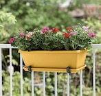 Balconnière Barcelona en polypropylène - ELHO en promo chez Botanic Balconnière Barcelona en polypropylène - ELHO dans le catalogue Botanic