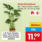 Große Grünpflanze Angebote bei Netto Marken-Discount Ravensburg für 11,99 €