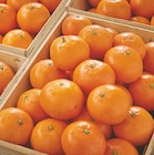 Clémentine dans le catalogue Netto