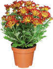Chrysantheme im Angebot bei Netto Marken-Discount in Mülheim Chrysantheme Angebote bei Netto Marken-Discount Mülheim für 2,49 €