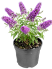 Sommerflieder im Angebot bei Thomas Philipps in Mainz Sommerflieder Angebote bei Thomas Philipps Mainz für 3,33 €