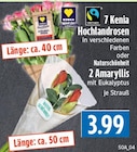 7 Kenia Hochlandrosen bei EDEKA im Schwalmstadt Prospekt für 3,99 €