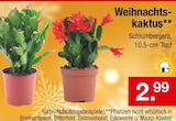 Zimmermann Magdeburg Prospekt mit  im Angebot für 2,99 €