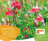 Promo Sauge arbustive à 8,95 € dans le catalogue Jardiland "Mon jardin d'été"