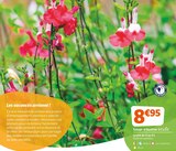 Jardiland - Sauge arbustive : offre du catalogue Promo Sauge arbustive à 8,95 € dans le catalogue Jardiland "Mon jardin d'été"
