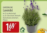 Lavendel von GARDENLINE für 1,69 € bei ALDI Nord im Angebot Lavendel von GARDENLINE im aktuellen ALDI Nord Prospekt