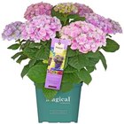 Hortensie XL bei REWE im Prospekt "" für 15,00 €