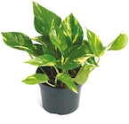 Netto mit dem Scottie Neumünster - Efeutüte „Scindapsus“ Angebot im Prospekt Efeutüte „Scindapsus“ bei Netto mit dem Scottie im Neumünster Prospekt für 3,49 €