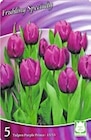 Tulpen Purple Prince bei Thomas Philipps im Erfurt Prospekt für 2,29 €