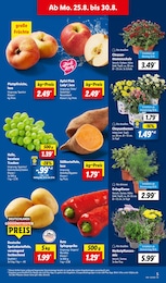 Blumen Angebot im aktuellen Lidl Prospekt auf Seite 5