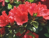 Promo Rhododendron à 16,99 € dans le catalogue Ma Jardinerie à Épinal