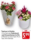 Topfrose in Filztüte Angebote bei E center Darmstadt für 5,99 €