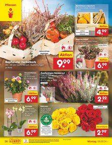 Blumen im Netto Marken-Discount Prospekt "Aktuelle Angebote" mit 53 Seiten (Reutlingen)