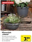 Pflanzschale Catania Angebote bei Hagebaumarkt Salzgitter für 3,99 €