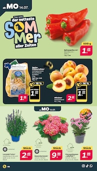 Hortensie im Netto mit dem Scottie Prospekt "Günstig. Besser. Für Dich." mit 36 Seiten (Halle (Saale))