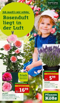 Pflanzen Kölle Prospekt Rosenfest! mit  Seiten in Schwabenheim (Selz) und Umgebung