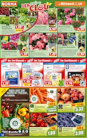 Hortensie im Norma Prospekt in Lehrte Aktueller Norma Prospekt mit Hortensie, "Mehr fürs Geld", Seite 13