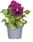 Hornveilchen/Stiefmütterchen im Angebot bei toom Baumarkt in Hilden Hornveilchen/Stiefmütterchen Angebote bei toom Baumarkt Hilden für 0,69 €