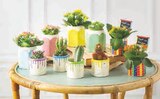 Mixte Kalanchoe Cactus en promo chez Super U Caen à 9,98 €