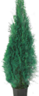 Aktuelles Thuja Smaragd Angebot bei Wreesmann in Dresden ab 6,99 €