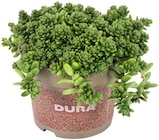 Sedum im Angebot bei REWE in Hanau Sedum Angebote von DURA bei REWE Hanau für 2,49 €