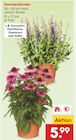 Sommerstauden Angebot in Hayingen Sommerstauden im aktuellen Prospekt bei Netto Marken-Discount in Hayingen