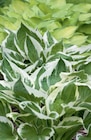 Funkie/Hosta Angebote bei toom Baumarkt Freital für 4,99 €