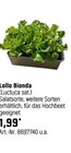 Lollo Bionda Angebote bei OBI Erfurt für 1,99 €