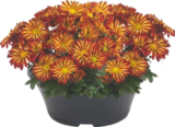 Chrysanthème Multi-Fleurs «Américain» - Gardenline en promo à 3,49 € chez Aldi Chrysanthème Multi-Fleurs «Américain» - Gardenline dans le catalogue Aldi