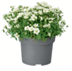 Stauden bei toom Baumarkt im Hemmoor Prospekt für 2,59 €