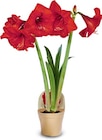 Amaryllis Angebot in Heede Amaryllis im aktuellen Prospekt bei Netto Marken-Discount in Heede