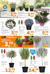 Lavendel Angebot im aktuellen Globus-Baumarkt Prospekt auf Seite 5