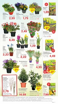 Tulpen im Jawoll Prospekt "Sonderposten-Märkte" mit 16 Seiten (Mannheim)