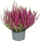 toom Baumarkt Wunstorf - Knospenheide Angebot im Prospekt Knospenheide bei toom Baumarkt im Wunstorf Prospekt für 2,29 €