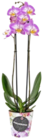 Orchidee im Becher, weiß im Angebot bei Kaufland in Gütersloh Orchidee im Becher, weiß Angebote bei Kaufland Gütersloh für 9,99 €