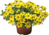 Pflanze mit 13 cm Topf im Angebot bei Globus-Baumarkt in Iserlohn Pflanze mit 13 cm Topf Angebote bei Globus-Baumarkt Iserlohn für 2,99 €
